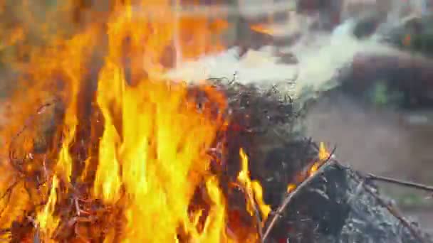 Das Feuer brennt trockene Äste — Stockvideo