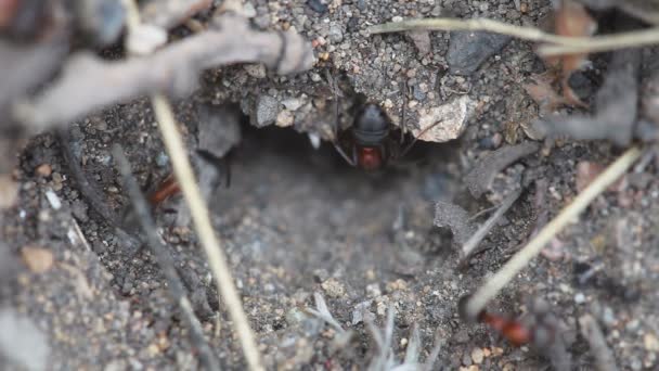 Formigas em um formigueiro close-up — Vídeo de Stock
