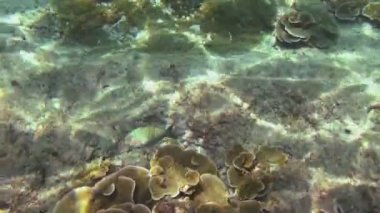 Tropikal renkli balıklar