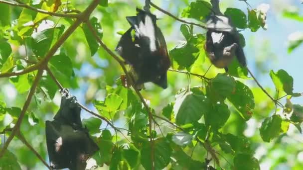 Летающая лиса висит на ветке дерева и моет — стоковое видео