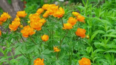 Trollius asiaticus turuncu çiçekler yağmur altında