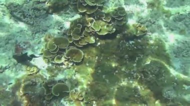 Tropikal renkli balıklar