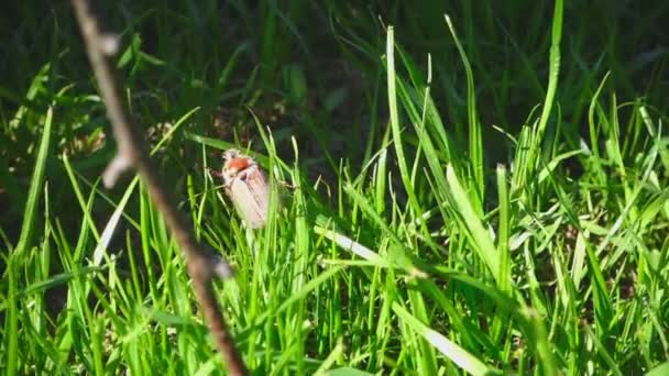 Maj-bug skalbagge i gräs — Stockvideo