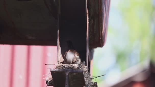 Fieldfare femenino en el nido — Vídeo de stock