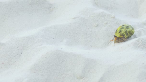 Hermit crab kruipen op het zand — Stockvideo