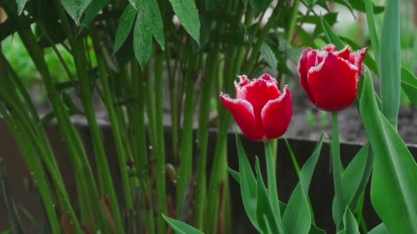 Vermelho duplo tulipas flor sob chuva — Vídeo de Stock