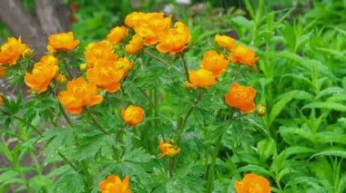 Trollius asiaticus turuncu çiçekler yağmur altında