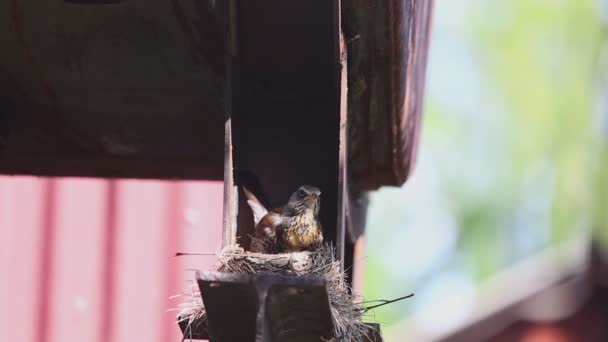 Fieldfare femenino en el nido — Vídeo de stock