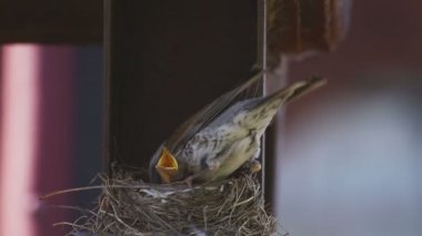Yuva üzerinde kadın Fieldfare