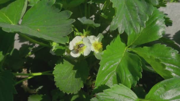 Bee on strawberry flowers — Stock Video