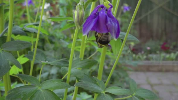 オダマキの花にマルハナバチ — ストック動画