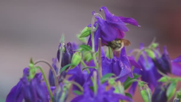 Bumblebee on aquilegia flower — Stock Video