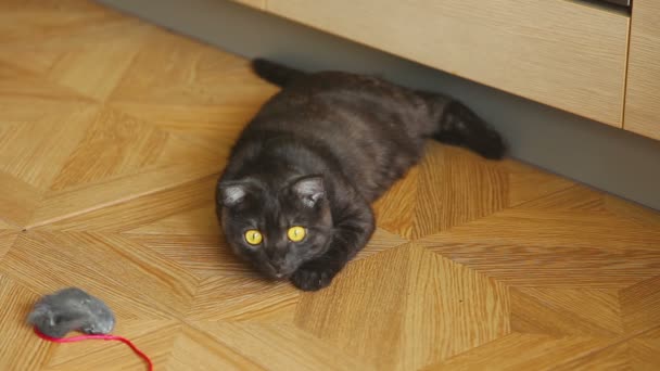Сірий шотландський складний кіт — стокове відео