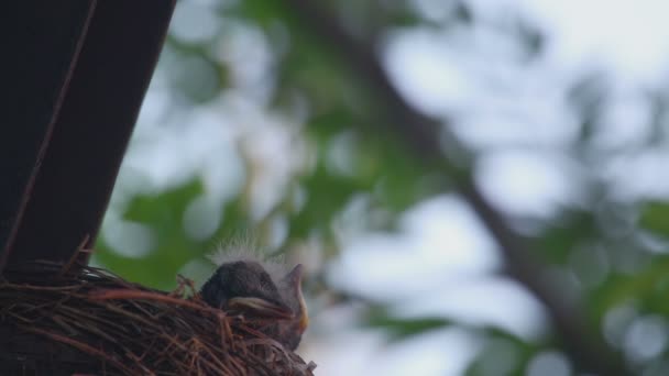 Pulcini di tordo Fieldfare — Video Stock