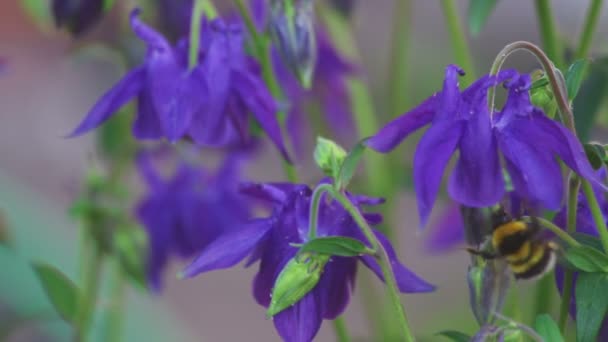 オダマキの花にマルハナバチ — ストック動画