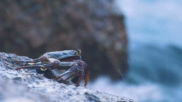 Crab on the rock at the beach — Stock Video