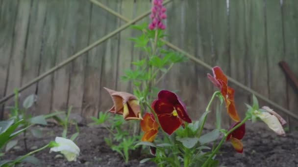 Mehrfarbige Blüten von Stiefmütterchen — Stockvideo