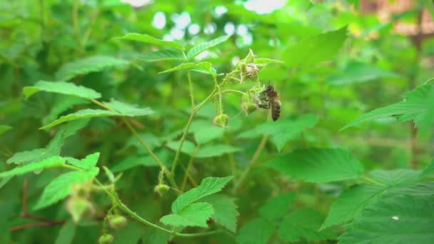 Biene auf Himbeerblüten — Stockvideo