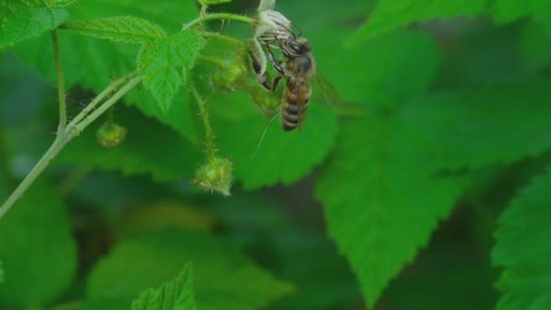 Bee op raspberry bloemen — Stockvideo