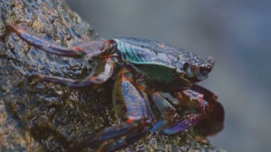 Sahildeki kayadaki yengeç