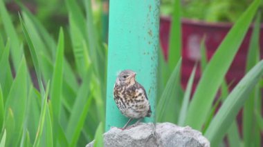 Yavru ardıç kuşu Fieldfare bir taş üzerine oturan