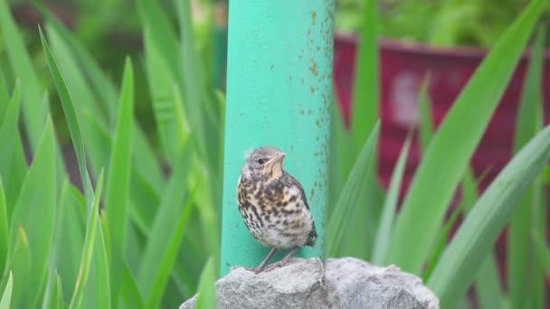 Zorzal Nestling Fieldfare sentado en una piedra — Vídeo de stock