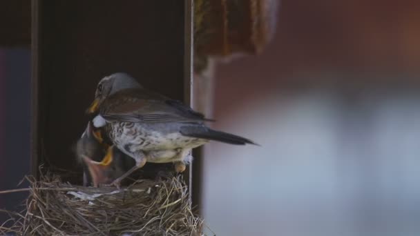 在鸟巢的女性 Fieldfare — 图库视频影像