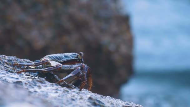 Krabba på klippan vid stranden — Stockvideo