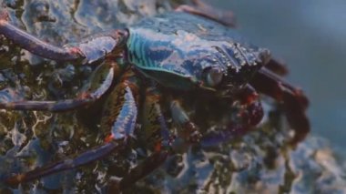 Sahildeki kayadaki yengeç