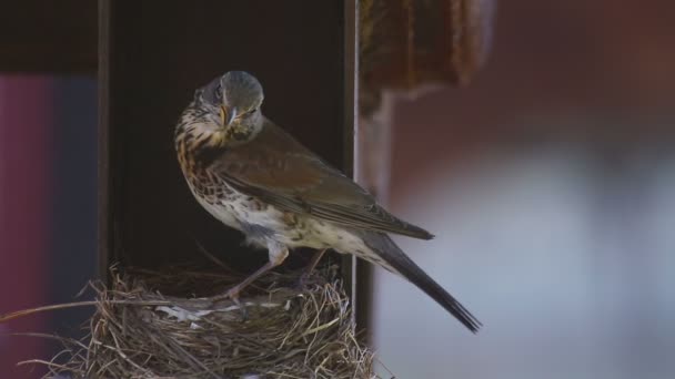 Vrouwelijke Kramsvogel op het nest — Stockvideo