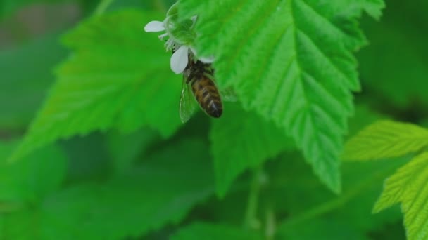 Bee and ant on raspberry flower — Stock Video