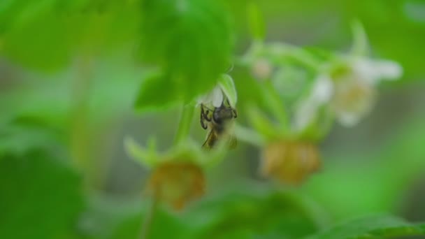 Abelha em flores de framboesa — Vídeo de Stock