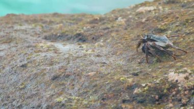 Sahildeki kayadaki yengeç