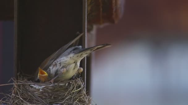 Fieldfare femenino en el nido — Vídeo de stock