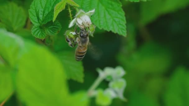 Пчела на малиновых цветах — стоковое видео