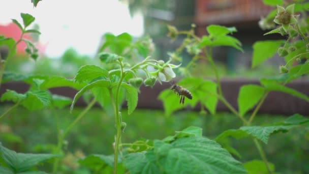 Bee on raspberry flowers — Stock Video