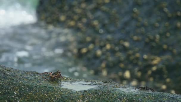 Krabbor på sten vid stranden — Stockvideo