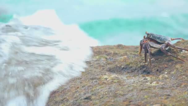 Cangrejo en la roca en la playa — Vídeos de Stock