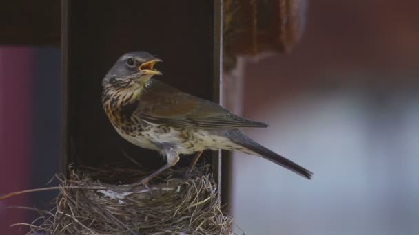 Female Fieldfare on the nest — Stock Video