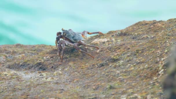 Krab na skale na plaży — Wideo stockowe