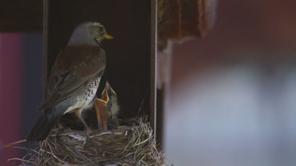 Kvinnliga björktrast på boet — Stockvideo