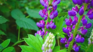 Bumblebee acı bakla çiçek üzerinde