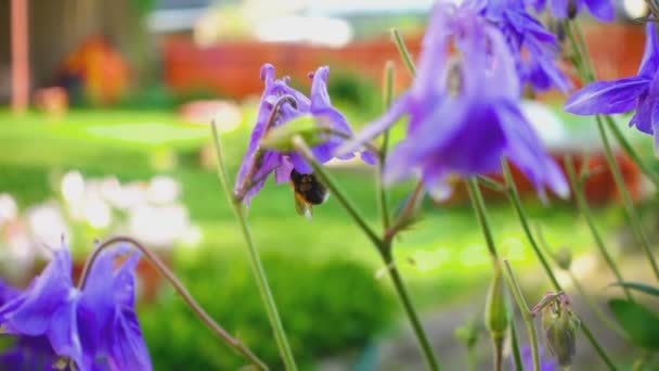Bumblebee on aquilegia flower — Videoclip de stoc