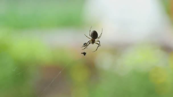 Araña en la web, come presas — Vídeo de stock