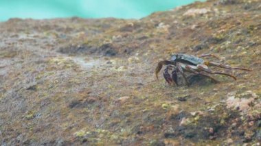 Sahildeki kayadaki yengeç