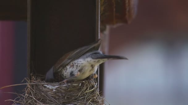 Female Fieldfare on the nest — Stock Video