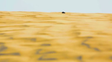 Bokböceği böceği çölde