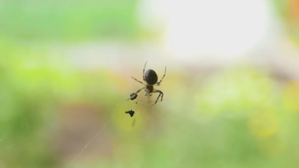 Araignée sur la toile, mange des proies 