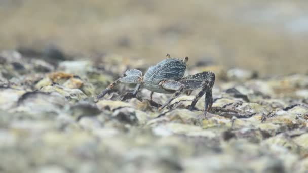 Granchio sulla roccia in spiaggia — Video Stock