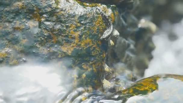 Rockskipper fischt auf dem Felsen am Strand — Stockvideo